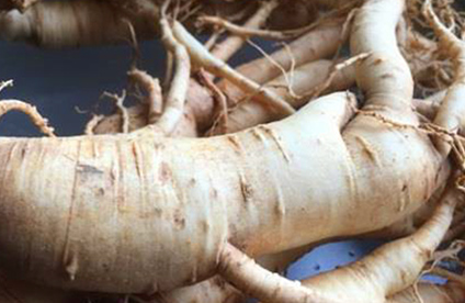 Asian Ginseng