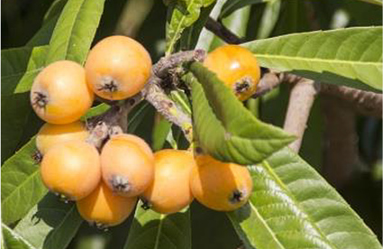 Loquat Leaf